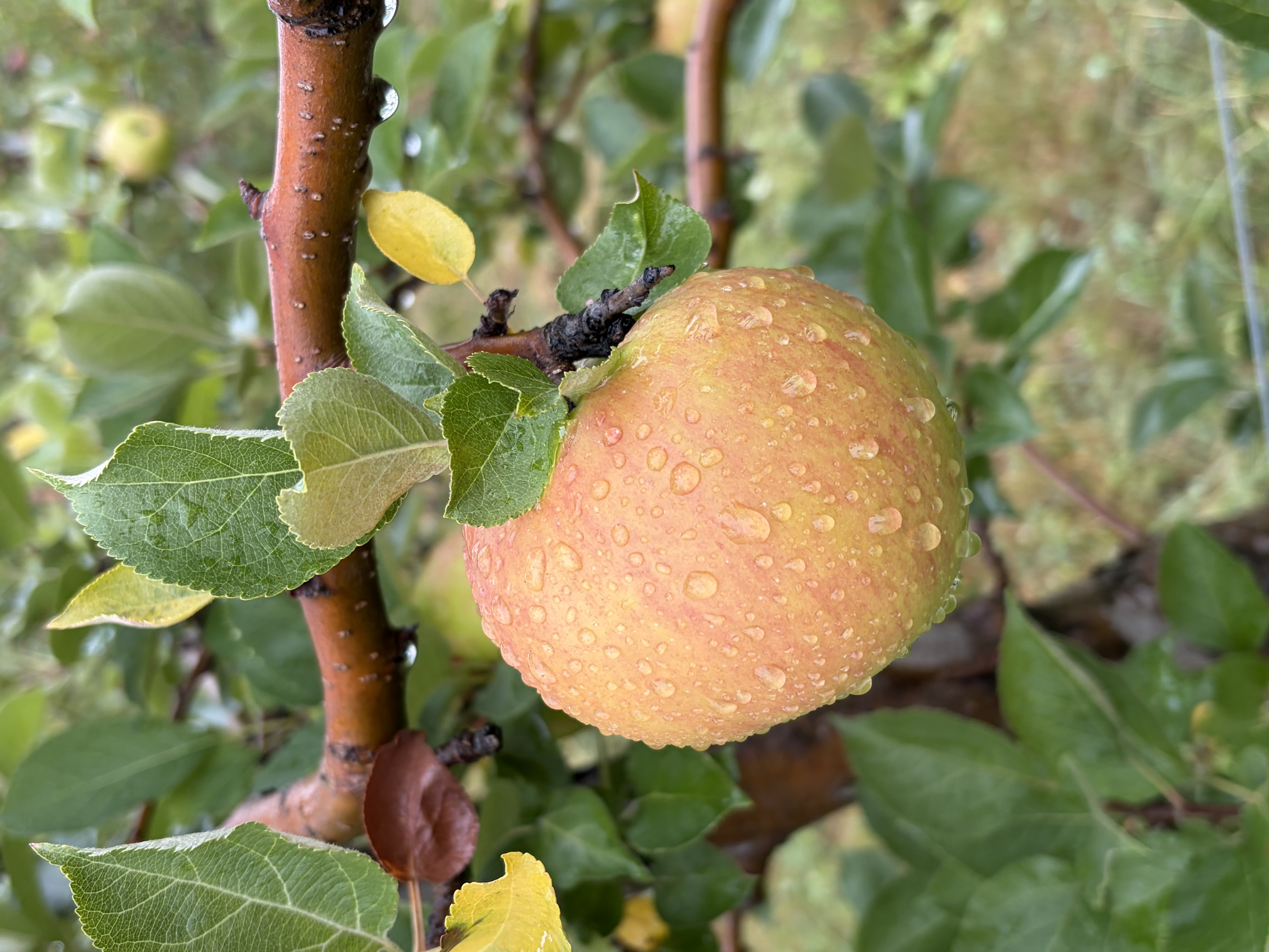 Ripe Cox's Orange Pippin apple on the tree at Michaud Orchard