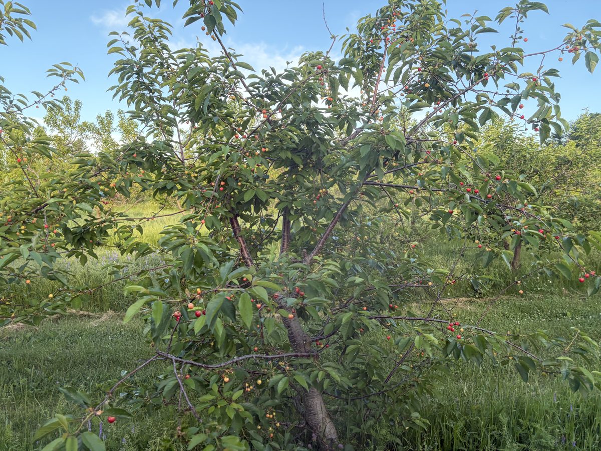 Child walking through the orchard rows at Michaud Orchard