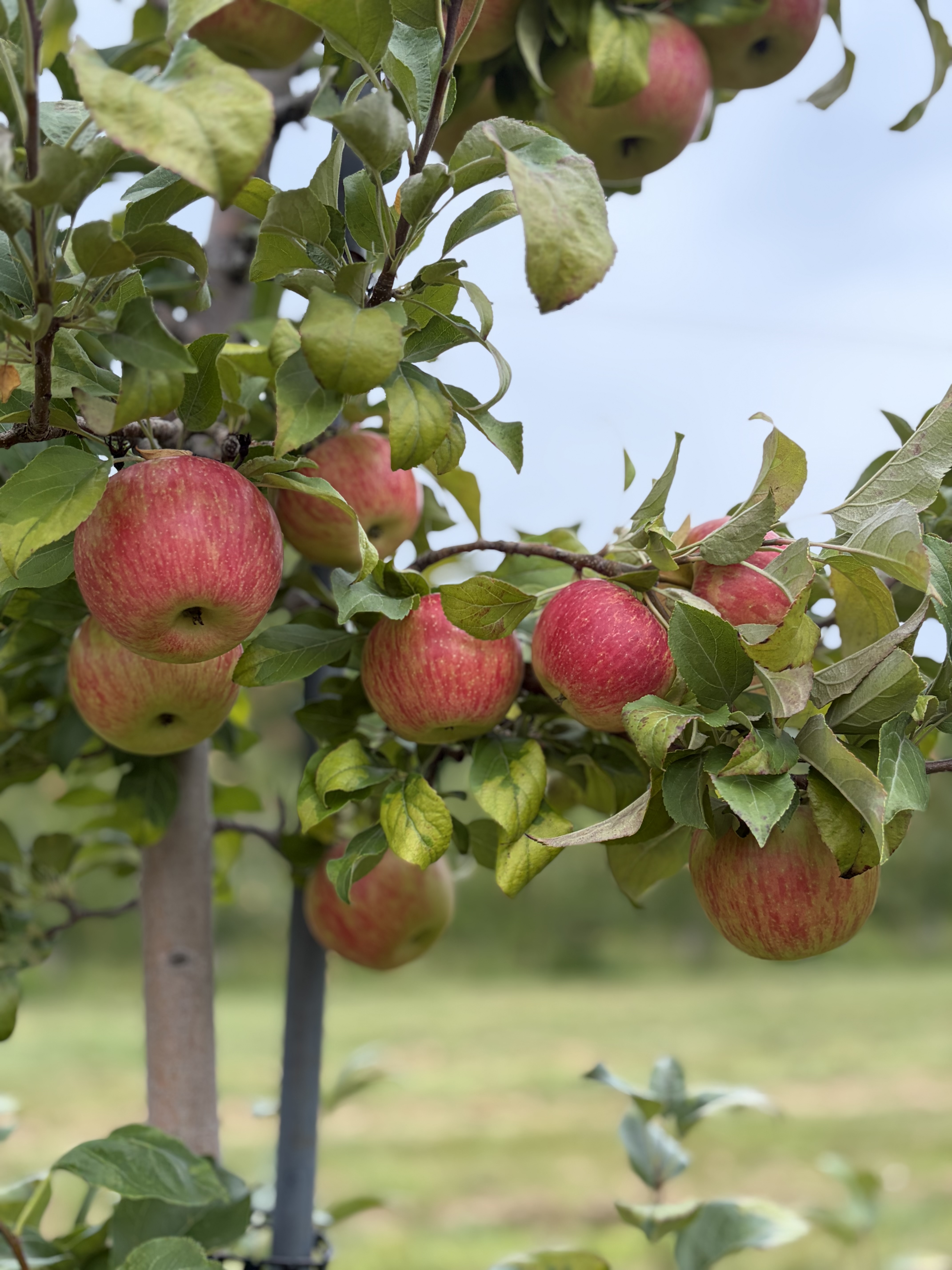 Ripe Honeycrisp apple on the tree at Michaud Orchard