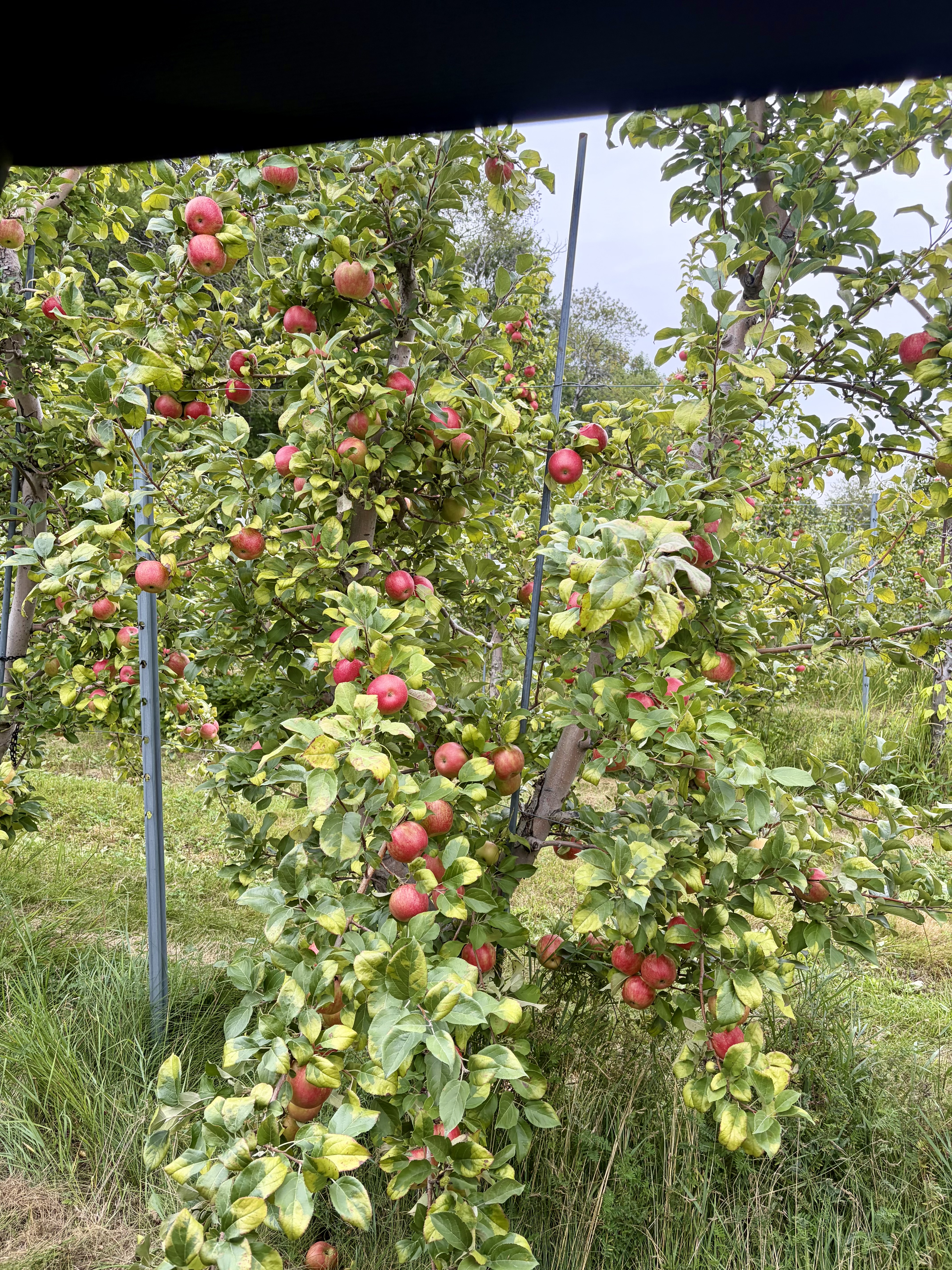 Rows of trees at Michaud Orchard