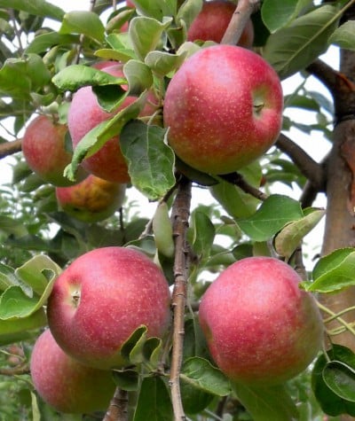 Ripe apples on the tree at Michaud Orchard