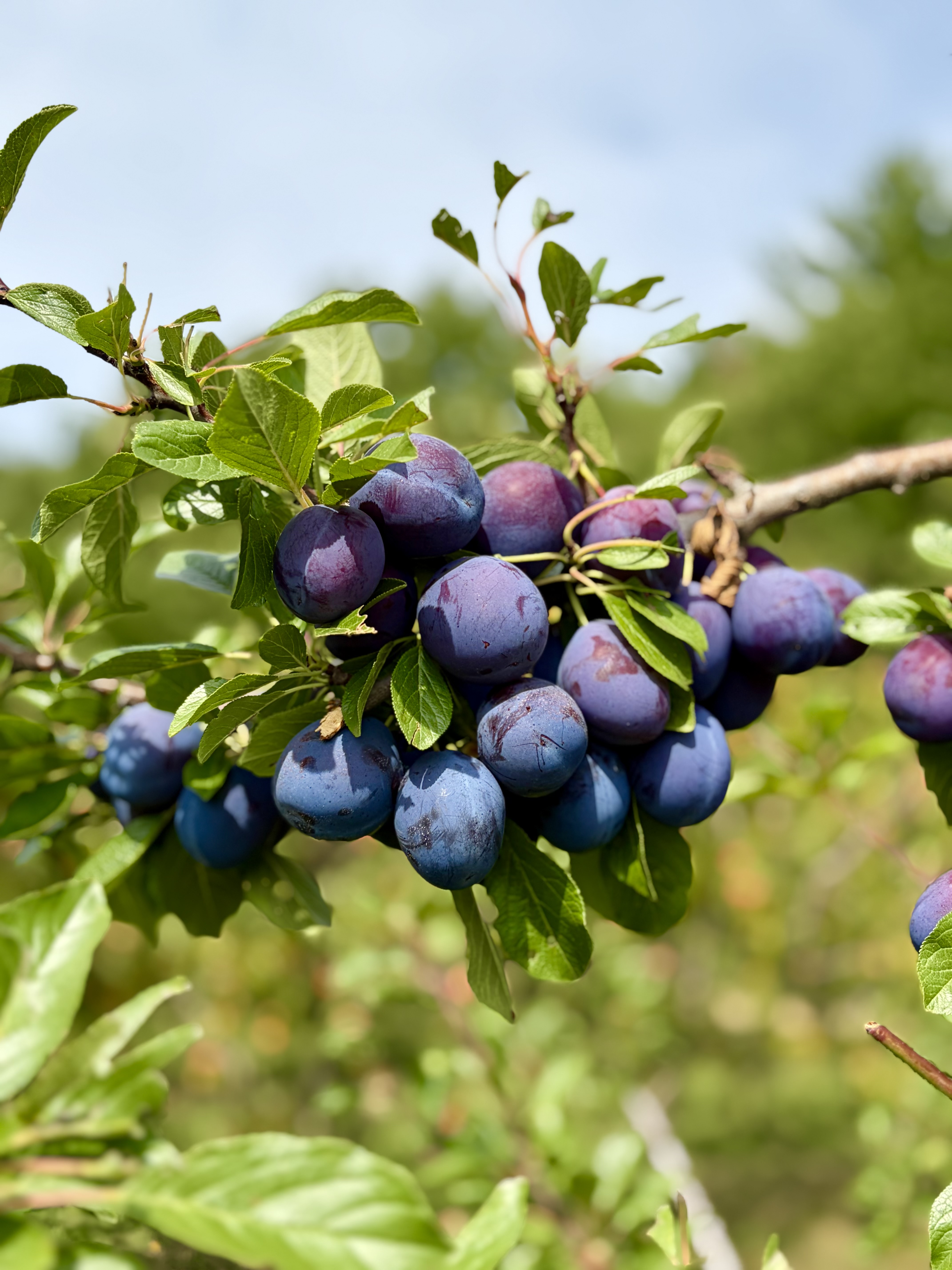 Plums ripening on the branch at Michaud Orchard